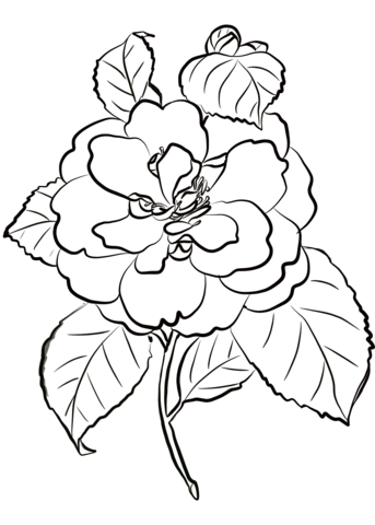 Camellia Flower Coloring Page